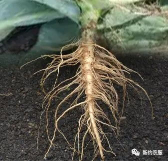 【智·农】植物根系构型模拟模型——直根系