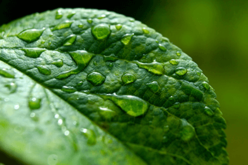 小雨措施--天气变化与种植注意事项