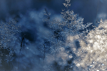 小雪天气--天气变化与种植注意事项